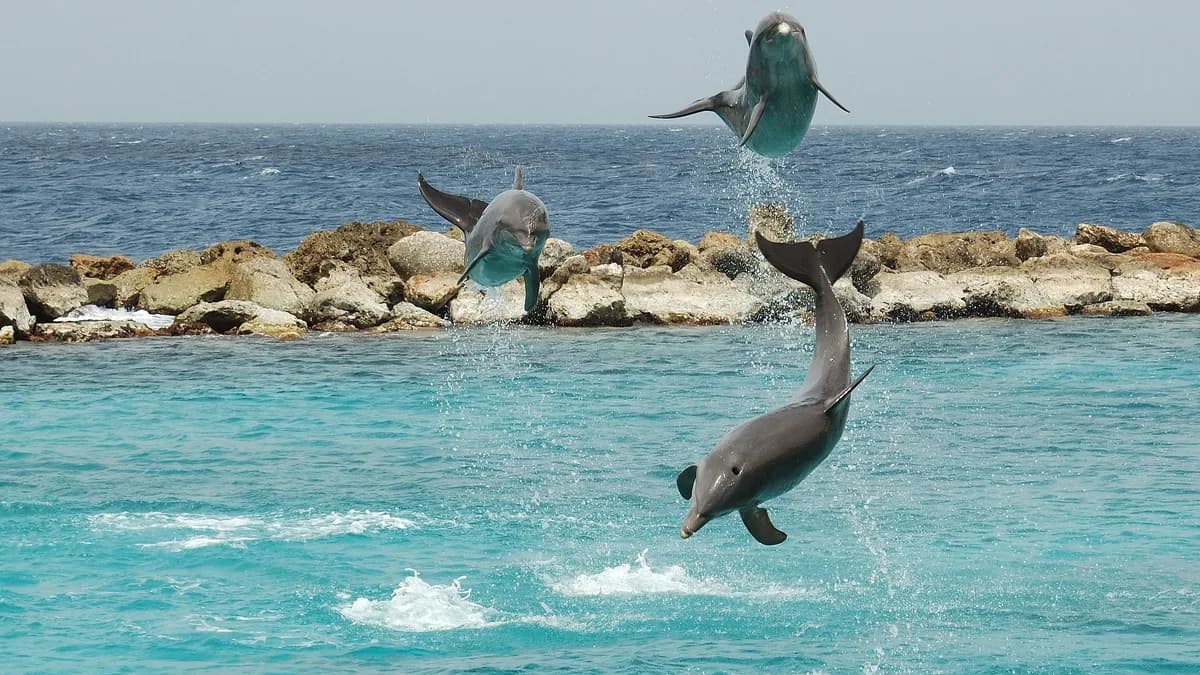 Curaçao Sea Aquarium Dolphin Show
