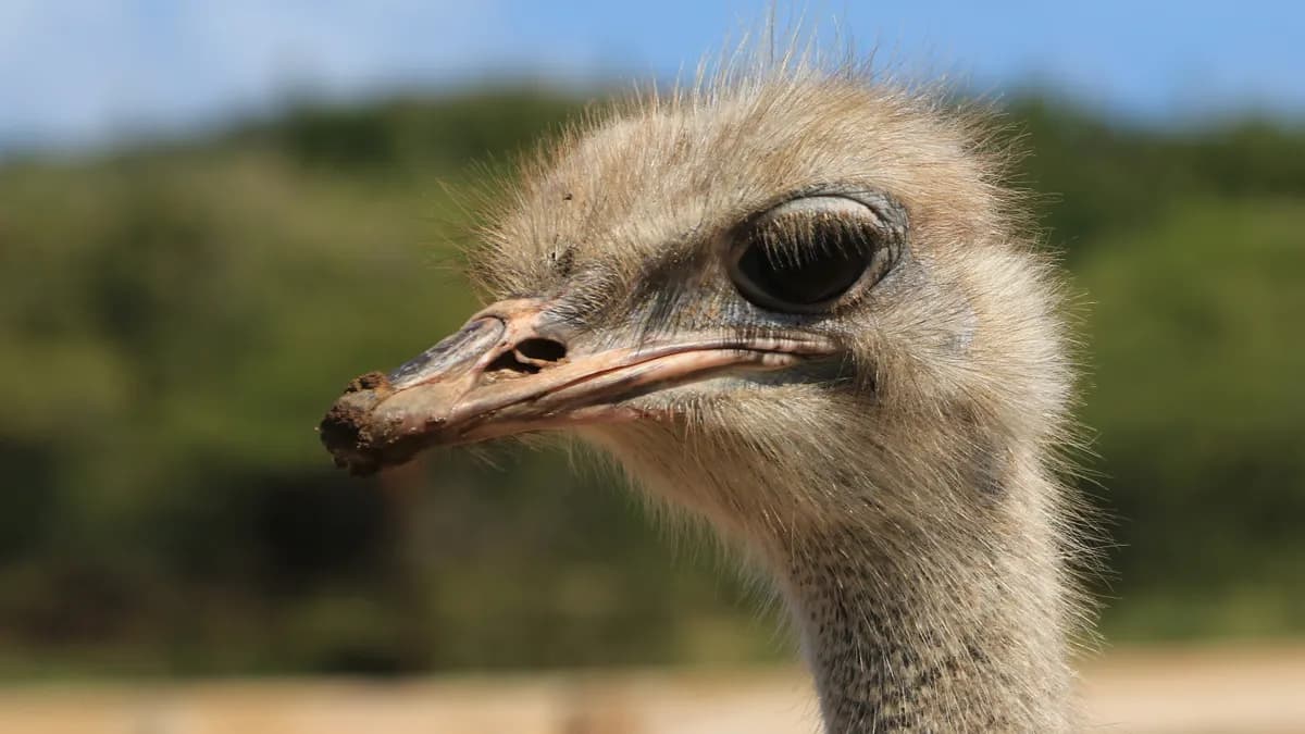 Common Ostrich Struthio camelus at tourist farm, Curacao 0167