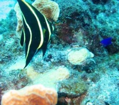 Curacao Diving