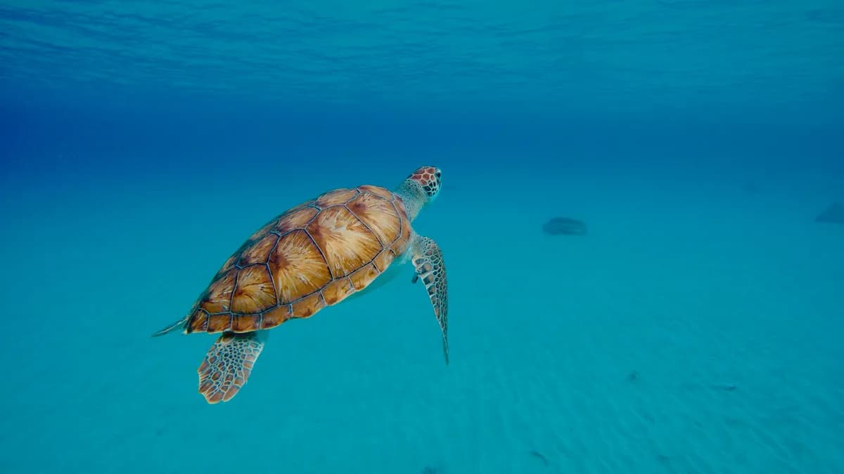 Curaçao Diving Guide: Shore Dives, Wrecks and Double Reef