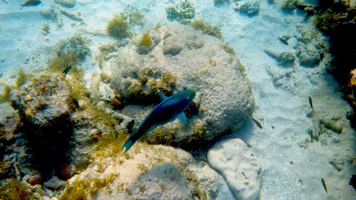 Snorkeling in Curaçao